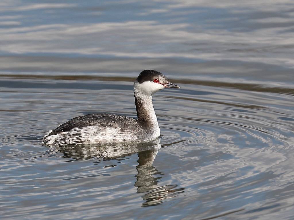 Horned Grebe (Podiceps auritus) by Howard Patterson is licensed under CC BY-NC-SA 2.0.